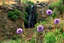 [ Flowers in the Golan ]