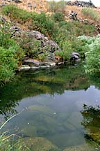 [ On Golan Pond ]