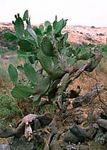 [ The Sabra cactus ]